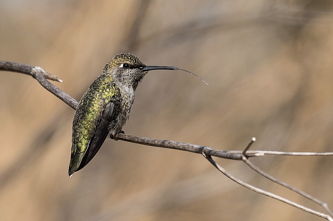 In the Winter, the lack of food leads hummingbirds to become more aggressive in defense of their territory.