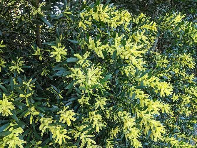 The fragrant, yellow acacia longifolia flowers are 1- to 2-inch and appear from winter to early spring.