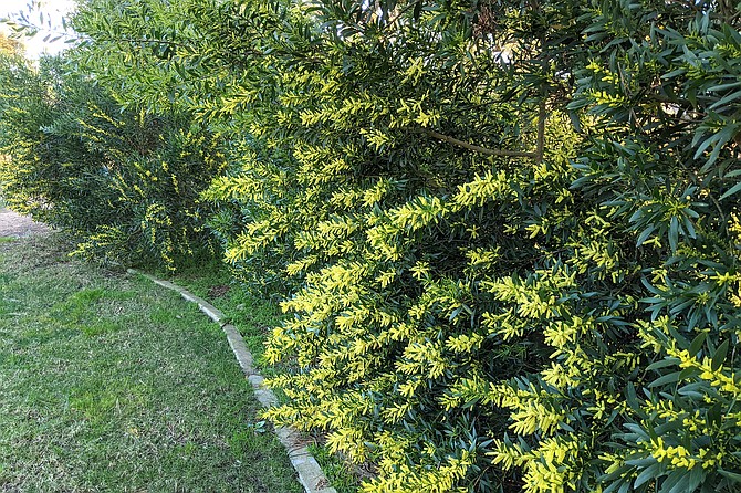 Native to Australia but because it is drought tolerant, cold hardy and salt tolerant, Acacia longifolia has naturalized in many parts of the world.