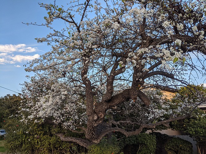 A blooming callery pear tree on the PLNU campus.