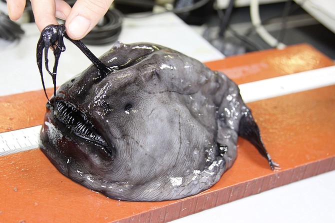 How does a fish that normally resides thousands of feet below the surface make its way on to San Diego shores?