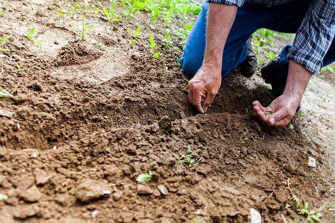There's still time to plant some winter veggies.