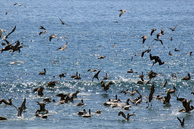 Brown pelicans pounding baitfish in the shallows. Thankfully, these masterful dive-bombers do not target stocked trout in area lakes.