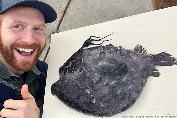 Find out more about these mysterious angler fish and how they washed up on local beaches.