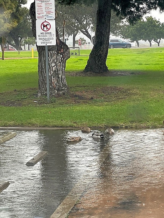 Vacation Isle in Mission Bay. Every time it rains, the parking lot gets flooded because water cannot properly run into the pond due to blockages in all four drains in [the] parking lot.
