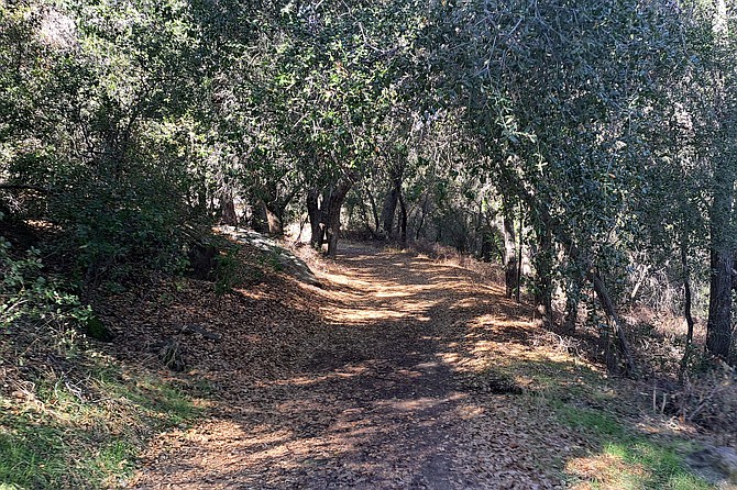 Walking under a canopy of oaks.