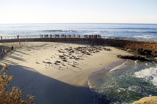 People enjoying the seals from a safe distance at the Children's Pool in La Jolla.