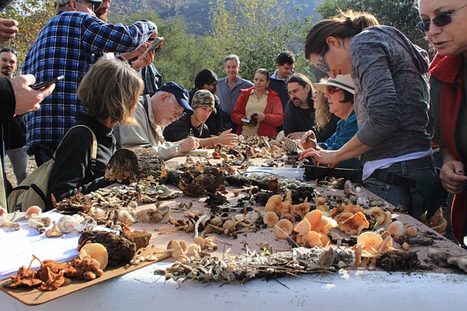A coming together of a broad range of myco enthusiasts such as speakers, artists, growers, processors and several other levels of fun and education.