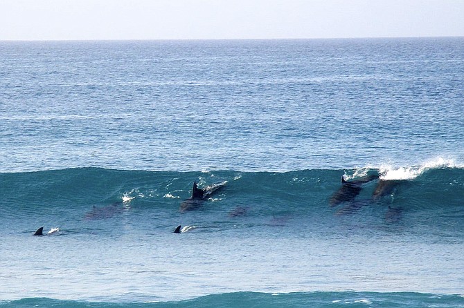 They’re not always playing. A pod of dolphin surf-hunting in Baja.