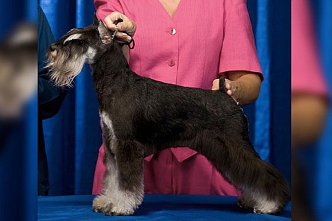 The Silver Bay Dog Show features 3 AKC All Breed Shows, Obedience and Rally Trials, plus 6 FSS Open Shows.