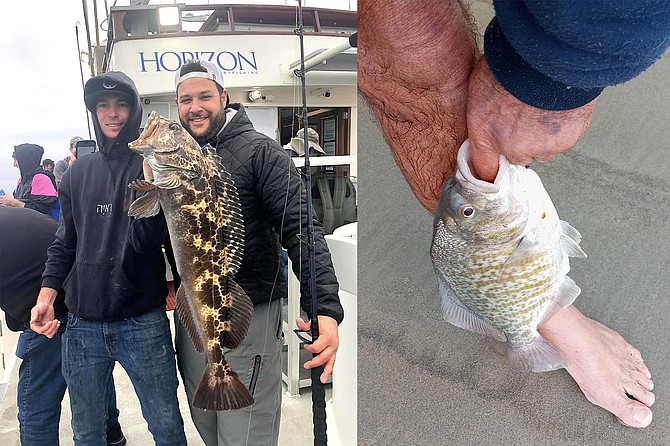 (left): Nice lingcod caught while fishing aboard the Horizon’s first seasonal Baja coastal trip off of Colonet.
(right): Chunky surf perch are back. This one measured 15 inches and weighed just over 2 pounds.