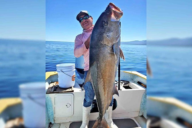 Huge amberjack caught near La Paz – Want good corbina and spotfin action  away from the perch? Go south.