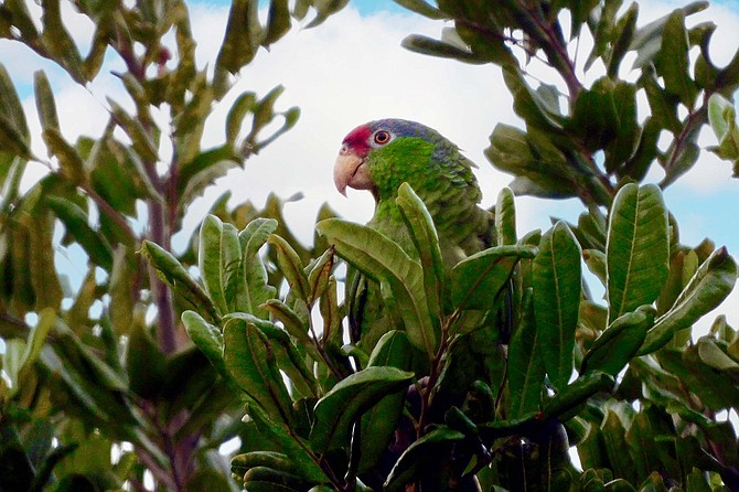 “Anywhere between 800 and 1000 parrots usually come around this area to roost for the night,”says Emily Routman.