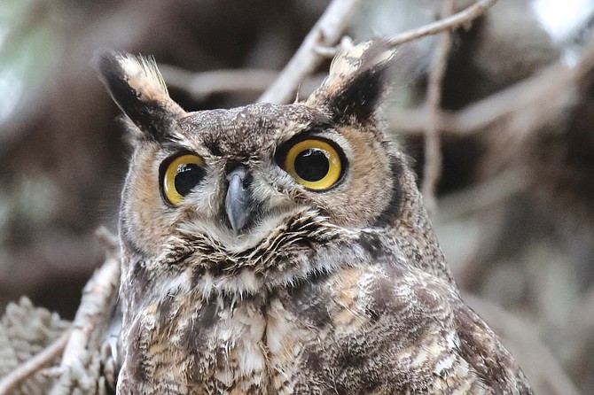 “The other day, Larry and I had 100 crows attacking a Great-Horned Owl in our own little bird sanctuary. The owl didn’t move. He was cool. It was wild.”