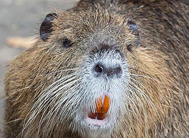 Nutrias – brown-colored aquatic rodents that kind of look like beavers