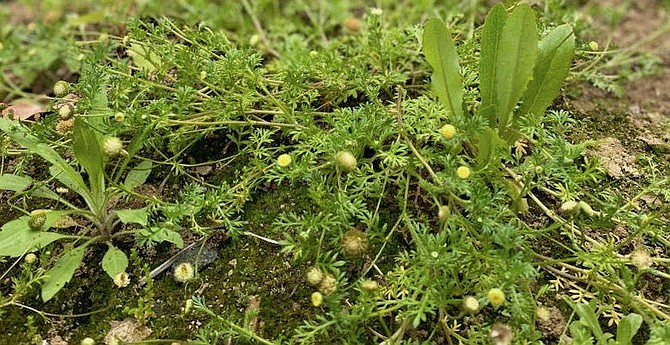 Yellow-blossomed weeds