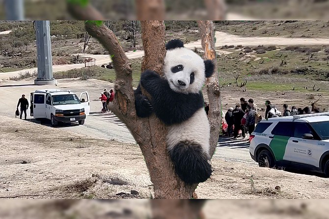 PAY NO ATTENTION TO THE CHINESE MIGRANTS BEHIND THE PANDA THE PANDA IS ADORABLE SYMBOL OF CHINESE GOODWILL TO AMERICA AND HAS TIKTOK ACCOUNT PLEASE ENJOY #PANDALOVE #EVERYTHINGSFINE