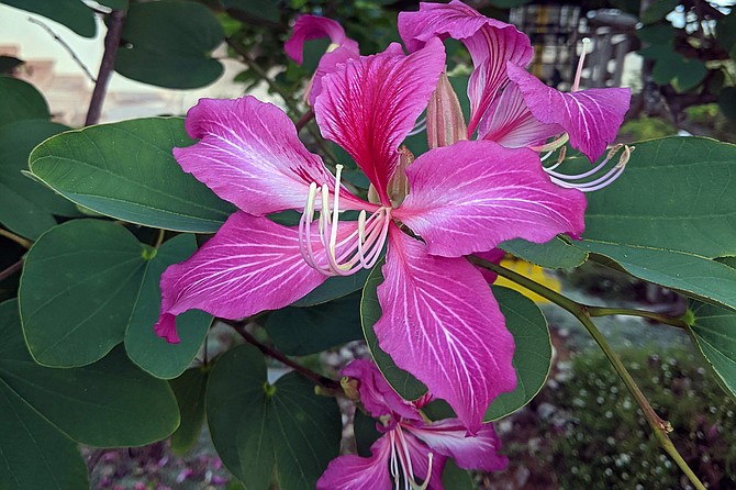 At 6 inches across, the Hong Kong Orchid bloom is twice the size of other orchid tree flowers.
