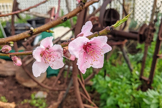 Peach trees will bloom first in zones with milder winters and zones with colder climates later on when things warm up.