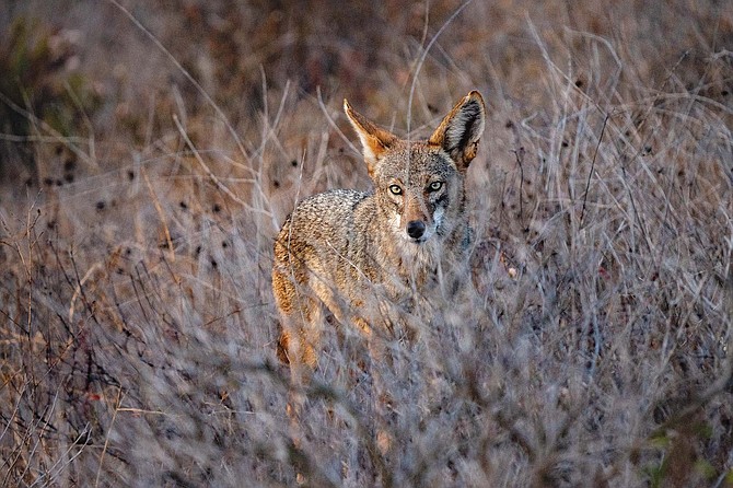 Coyotes know what we eat, where we walk, how we live, and how to live among us.