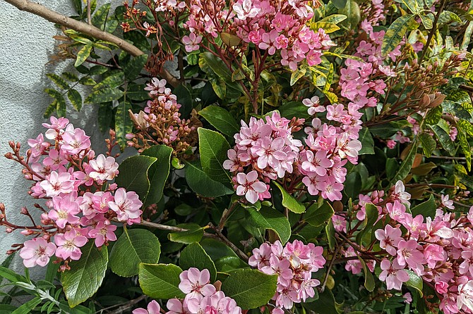 India Hawthorne is hardy, tolerates full-sun and is prized by gardeners for its fragrant flowers and evergreen foliage.
