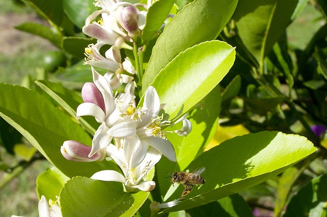 Citrus trees are blooming everywhere in San Diego right now.
