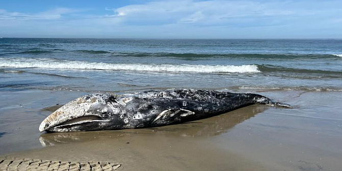 24-foot gray whale stranded at the La Jolla Shores