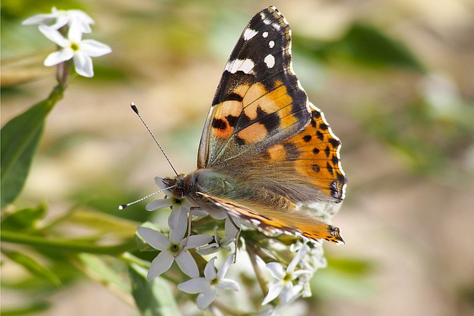 Painted lady butterflies inhabit every continent except Australia and Antarctica.