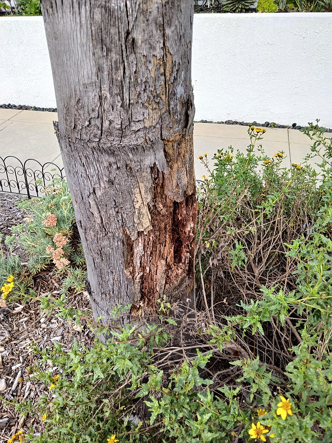 Marlborough Drive. "It is rotten completely. Please deal with this tree."