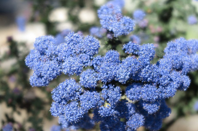 There are between 50 and 60 species of Ceanothus