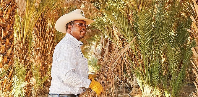Coachella Valley date palm industry could be victim