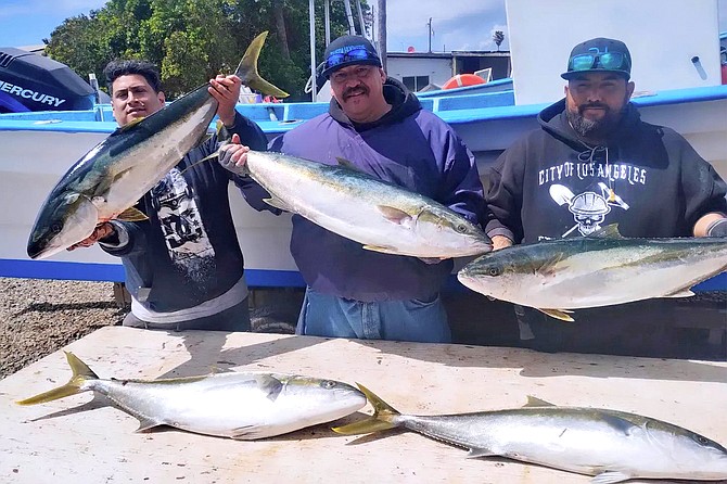 Blackfin Sportfishing out of Ensenada has been scoring well on yellowtail when conditions allow.