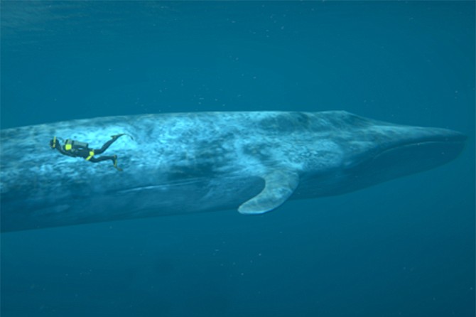 Blue Whales: Return of the Giants takes you on a journey of a lifetime to explore the world of the magnificent blue whale, a species rebounding from the brink of extinction.