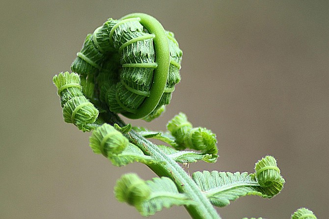Look for “fiddleheads” popping up in moist, shady spots all over San Diego’s mountains.