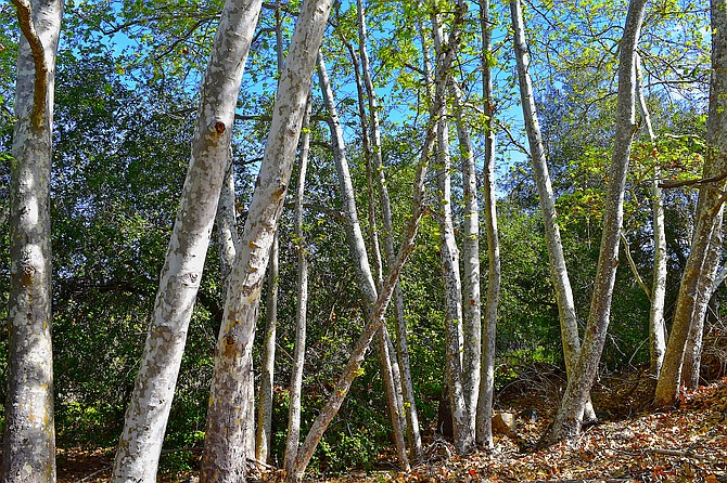 Nice grouping of western sycamore (Platanus racemosa) tree trunks on the Chicarita Creek Trail, in Carmel Mountain.