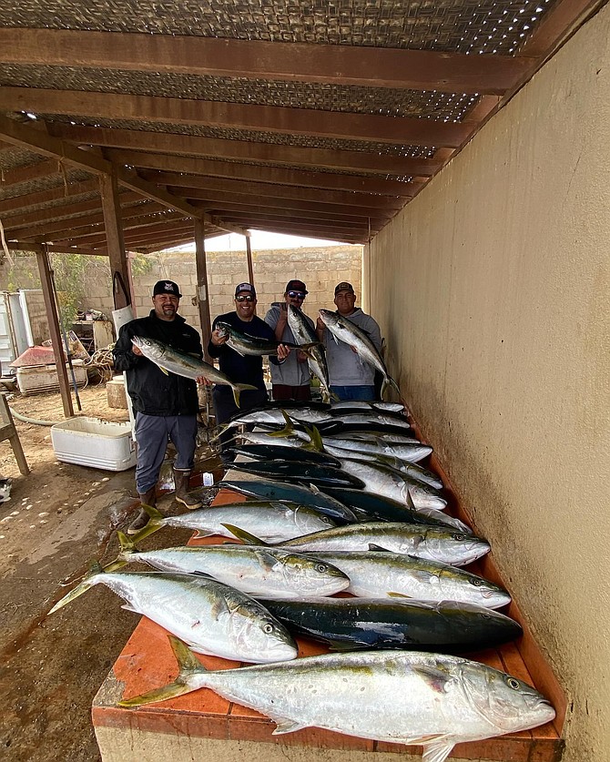 Limits for all at Garcia’s Sportfishing running out of San Quintin. All the operators departing from the Molino Viejo ramp are reporting good fishing on yoyo irons.