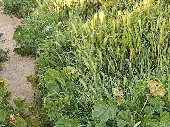 “We wanted it done weeks ago when the foxtails weren’t forming the seed pods."