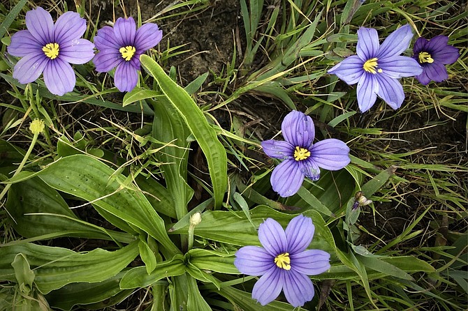 Blue-eyed grass is not a grass but an herbaceous perennial and a member of the iris family (Iridaceae).