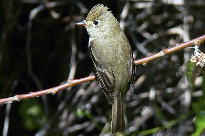 Western Flycatchers thrive in mixed woodlands or foothills and generally near water.