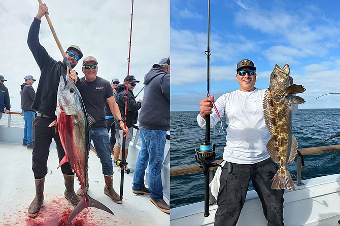 (left) The boys are back in town! Angler Bob Tressler with a nice school-sized bluefin caught while fishing aboard the Independence.
(right) A second option. When the bluefin are near a good rockfish spot, sometimes it pays to drop deep for some taco meat, as exampled by this fine lingcod caught while fishing aboard the Tribute on a bluefin trip.