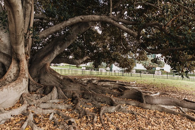 Horticultural enthusiast Bill Edwards shows you the variety of fig trees in Balboa Park, the free tours leave from the Visitors Center at 9:30 a.m. and last 1.5 to 2 hours.