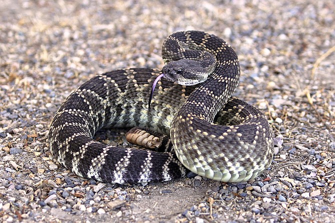 The Southern Pacific rattlesnake is one of the most commonly known species of rattlesnakes that inhabits Camp Pendleton. It is one of three poisonous rattlesnakes on base. The other two include the California Red Diamond and Southern Speckled rattlesnakes.