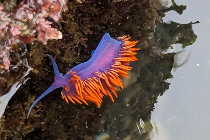 Walk through the tide pools with a naturalist while identifying and interacting with the various species that live there.