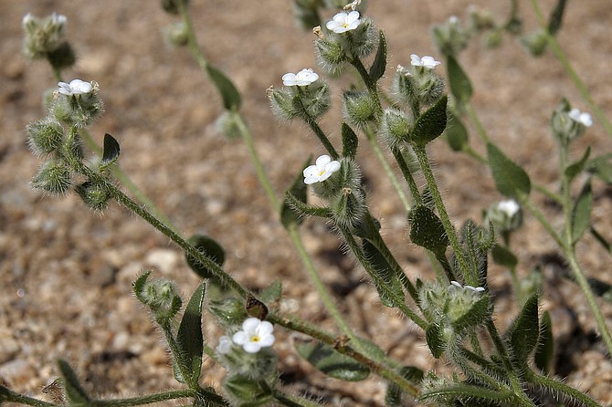 Pacific Popcorn Flower (Plagiobothrys Tenellus) blooms from March to May and can be found from sea level to 6,000 feet.