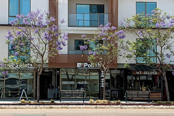 A row of jacarandas bloom on the corner of Rosecrans and Shelter Island Drive.