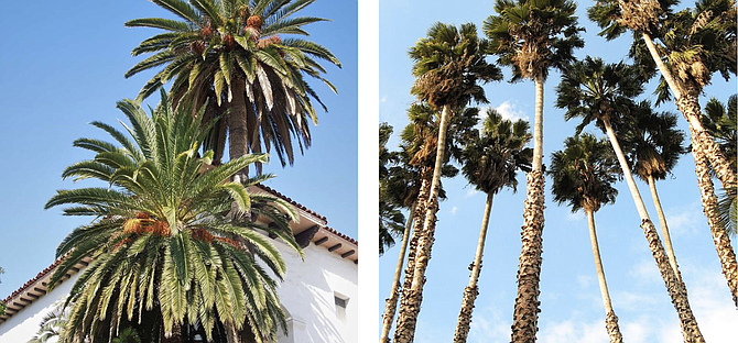 Non-native villains: Canary Island and Mexican Fan palms