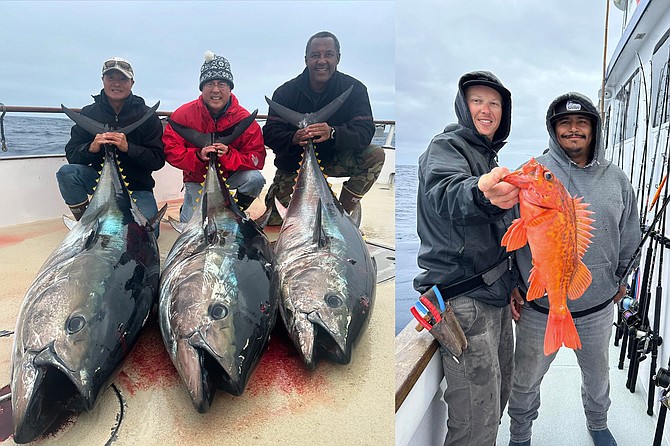 (left): The big variety has been biting. Finished up our 2-day with 26 bluefin from 100-235lbs, with some smaller models to round out the count – Polaris Supreme
(right): When the bite is good and you’ve loaded up early on tuna, a stop on some taco-meat groundfish is just icing on the cake, as was the case on this 1.5-day Tribute run.