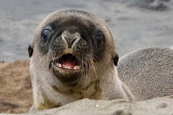 Walk with a docent and learn about the La Jolla seals and their life on Children's Beach.