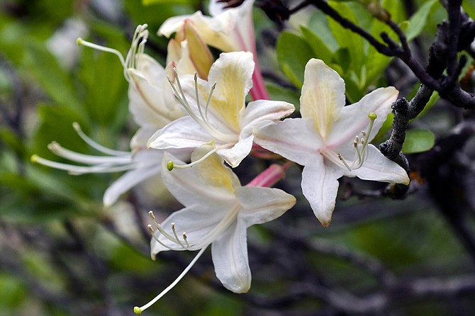 Western azalea (Rhododendron occidentale) is a native shrub capable of growing 3-5 meters tall.
