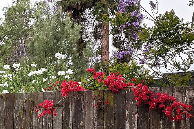 A bougainvillea vine, jacaranda tree, and maltilija poppies brighten up a backyard fence in Point Loma.